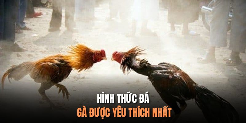 Hình thức đá gà được yêu thích nhất